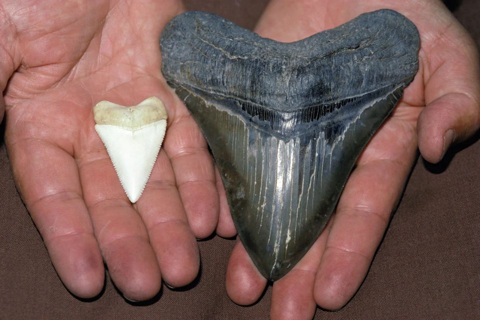 Click here to enlarge image Great white shark and megalodon teeth comparison